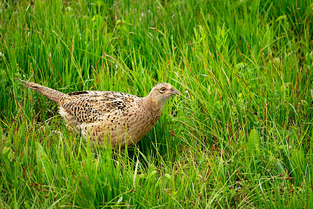 Female pheasant in the green grass
