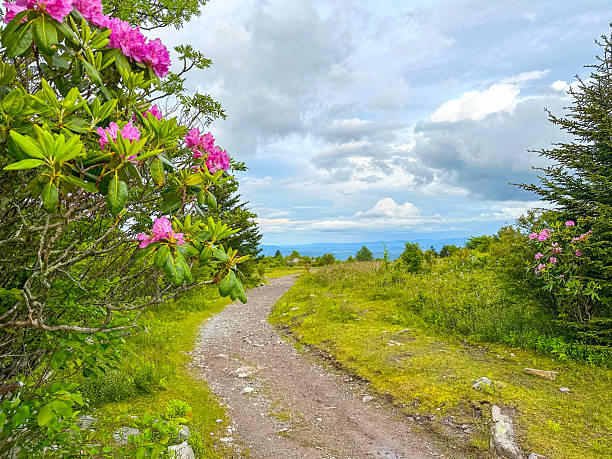 Wildflowers blooming at Grayson Highlands