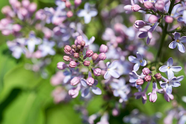 common lilac,Syringa vulgaris spring flowers closeup selective focus