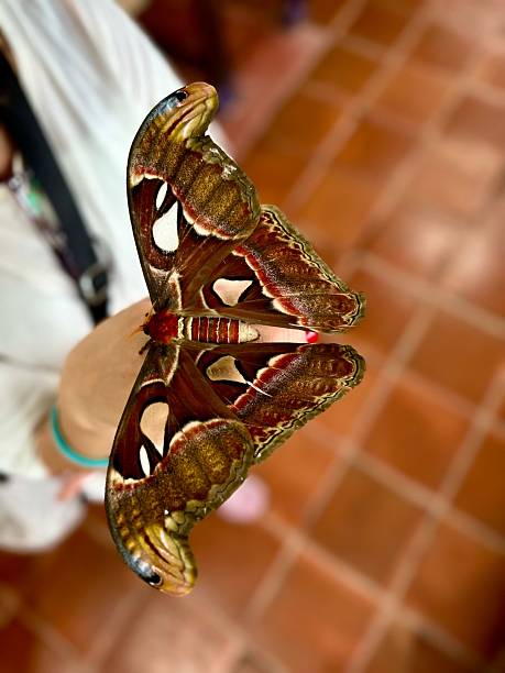Close-up of a vibrant Atlas moth resting on a person's hand against a blurred background.
