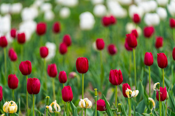flowerbed
