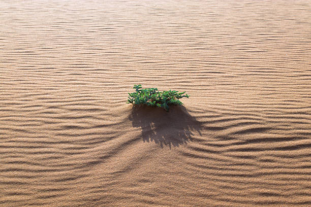 istock Desert Oasis: A Tiny Green Plant Defying the Harsh Environment 2219185958