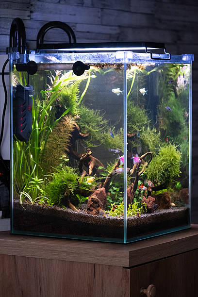 istock Aquarium with variety tropical fish and plants inside. 2219188744
