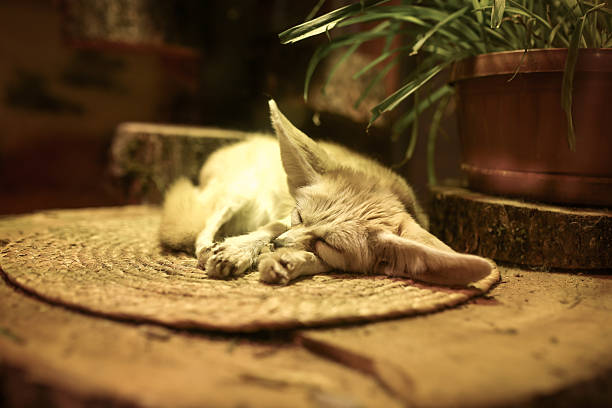 The little fennec is sleeping under the lamp