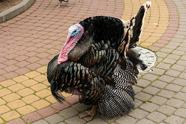 istock A wild turkey walks down a stone road. Thanksgiving. 2219188870