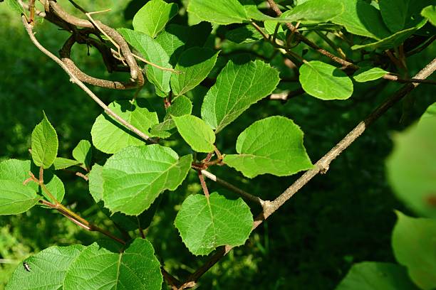 istock Korean Hardy Kiwi Flower and Leaf 2219189071