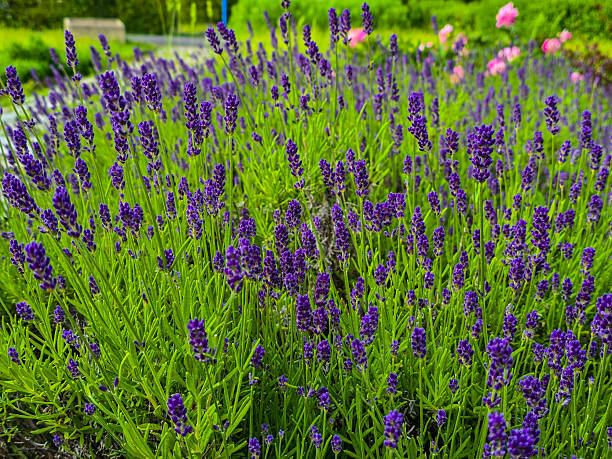 istock Blooming Purple Lavender Tranquility and Provence Aroma 2219189480