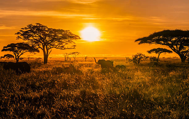 As the golden sun lifts above the horizon, a herd of elephants begins its journey through the dew-kissed grasslands of the Serengeti. Silhouetted against the glowing sky and iconic flat-topped acacia trees, this sunrise scene captures the quiet majesty of Tanzania’s wild heart at its most radiant hour.
