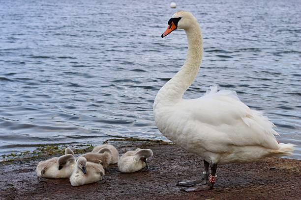 swan with cygnet on her back in the pond