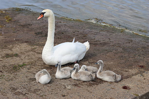 some very tiny swan fledglings close up in the water