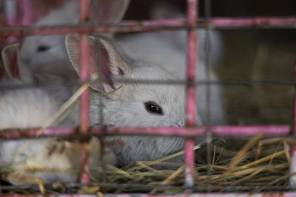 istock A white rabbit is resting in a cauldron at the zoo 2219190801