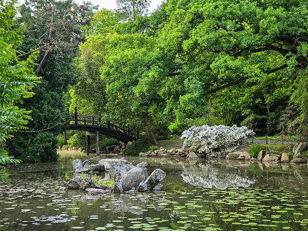 istock Serene Park Lake Ducks in Their Natural Habitat 2219190850
