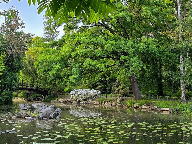 istock Serene Park Lake Ducks in Their Natural Habitat 2219191134