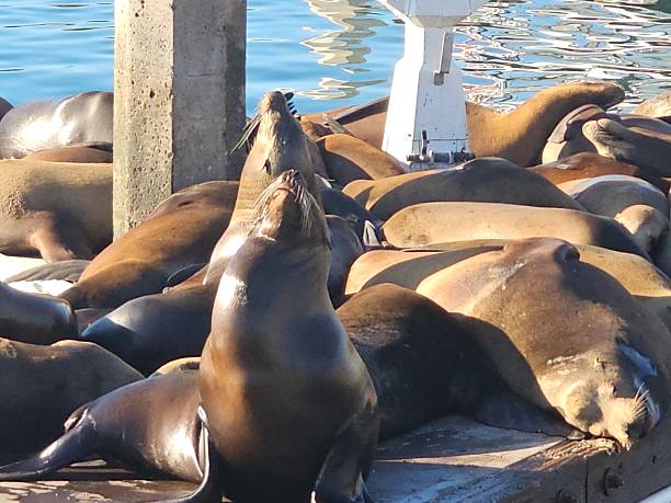 istock Sea Lions at Rest 2219191795