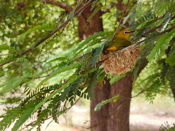 istock Indian white eye bird with nest 2219192419