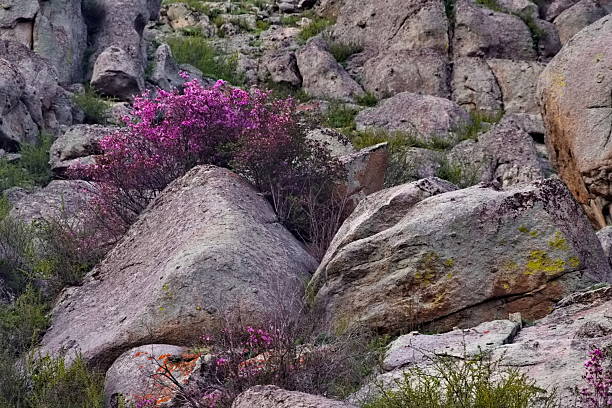 Russia. Mountain Altai. A flowering bush of Ledebur rhododendron (maralnik) on the slopes of the mountains along the Chuisky tract near the village of Kupchegen.