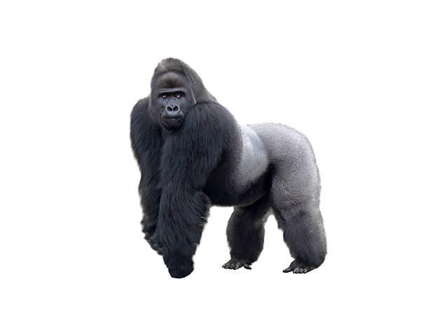 western lowland gorilla isolated on white background western lowland gorilla filmed in a zoo in their natural habitat isolated on white background white gorilla stock pictures, royalty-free photos & images