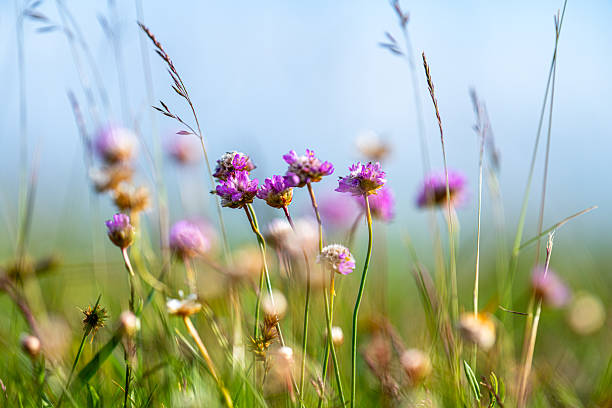 istock Wildflowers in summer meadow.. 2219198296