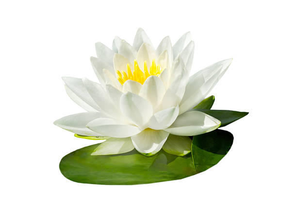 istock flower waterlily isolated on white background 2219198382