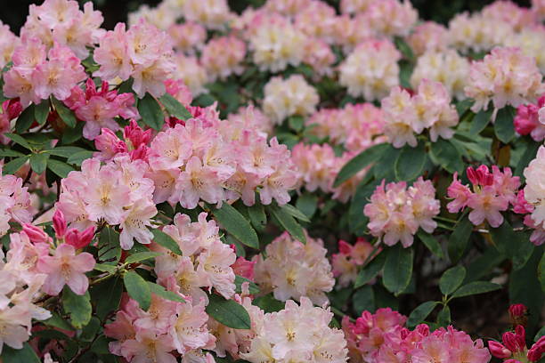 istock Pink flowers on a rhododendron shrub in spring 2219199074