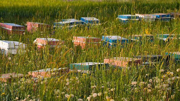 Beehives in natural environment with green vegetation.