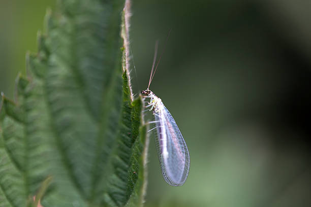 Pearly Green Lacewing, Chrysopa perla, on a leaf.