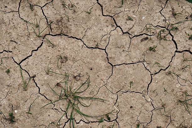 istock Fractals in dry nature closeup 2219200965