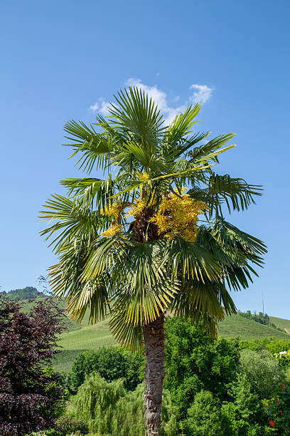Date palm in front of the vineyard with blue sky
