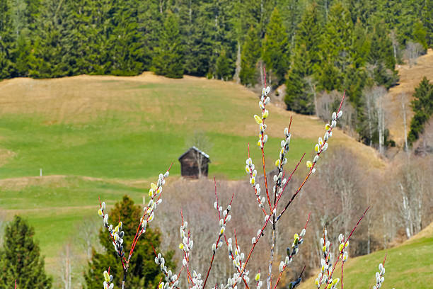 Spring in the Alps
