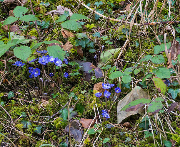 Beauty in Nature Mountain Flowers