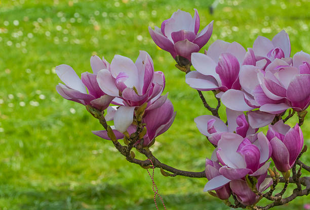 Beautiful Trees with Blossoms