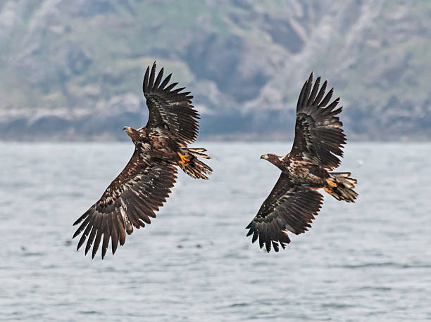Pair of eagles soaring above ocean waters with rocky coastal cliffs in background near Andoya, Norway.