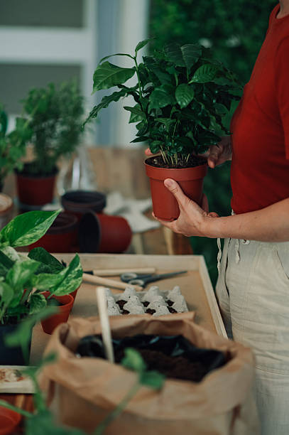 Woman holding a coffee plant in a pot while gardening
