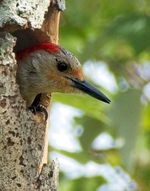 istock Colorful Woodpecker Emerging From Tree Hole in Lush Green Forest 2219211914