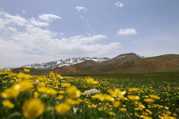 istock Yellow flowers landscape 2219213734