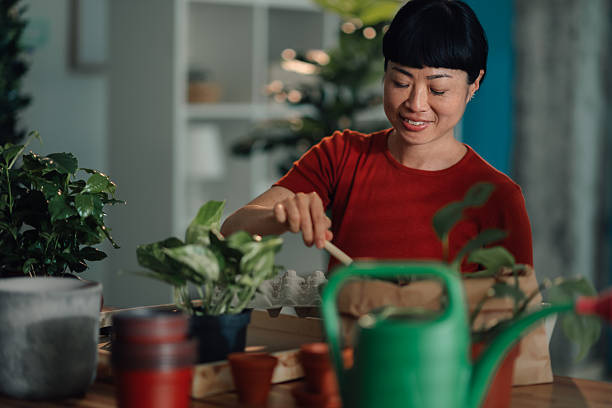 istock Woman repotting plants at home with gardening tools 2219216247