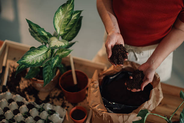 istock Gardener holding fertile soil for repotting plants 2219216420
