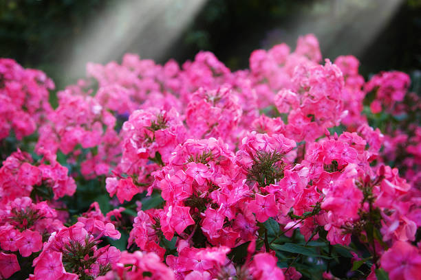 Vibrant pink phlox blossoms stand out in a lush green garden