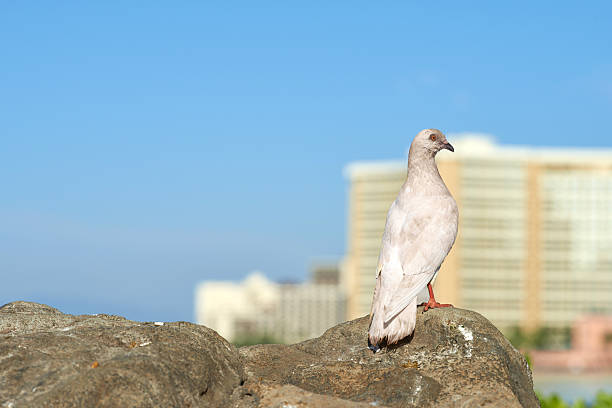 An elegant white pigeon perches gracefully on a rock, contrasted against a blurry urban skyline of Oahu, Honolulu, Hawaii. The clear blue sky enhances the serene yet vibrant urban-natural interplay in this poetic scene.