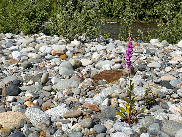Flowers of Spanish foxglove, Digitalis thapsi. Photo taken in Guadarrama Mountains, La Pedriza, Madrid, Spain