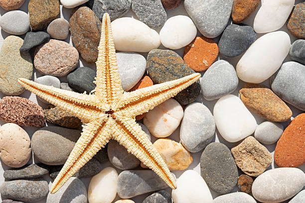 Starfish arrangement underwater. Summery vacation concept.