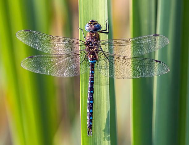 istock Migrant hawker dragonfly in latin Aeshna mixta 2219227440