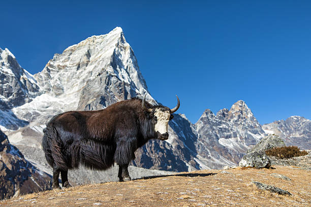 istock black and white yak or dzo way to Everest base camp 2219227635