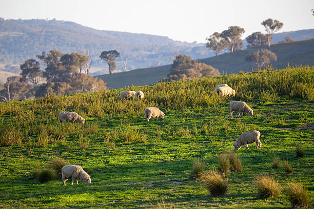 Merino sheep mid-graze in a rural setting, surrounded by tufts of grass and scattered rocks. The image shows the sheep's thick wool coat