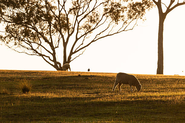 Merino sheep mid-graze in a rural setting, surrounded by tufts of grass and scattered rocks. The image shows the sheep's thick wool coat