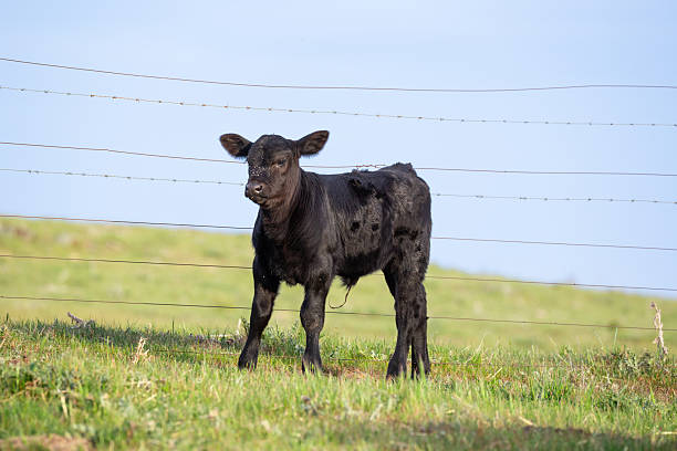 This image captures a group of Black Angus cows peacefully feeding on vibrant green pasture showcasing the robust, healthy appearance of this popular beef cattle breed