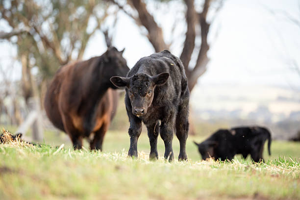 This image captures a group of Black Angus cows peacefully feeding on vibrant green pasture showcasing the robust, healthy appearance of this popular beef cattle breed