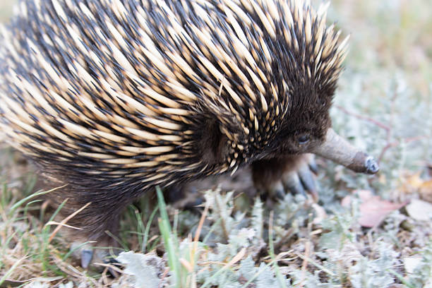 istock A short-beaked echidna walks through a grassy agricultural field dotted with thistles 2219227726