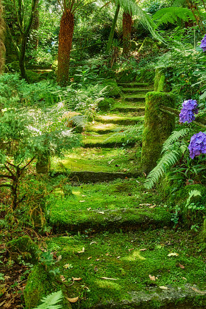 istock Serene forest path with moss-covered steps and vibrant flora in gentle sunlight 2219227907