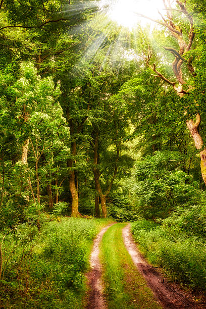 istock A Serene Forest Path Illuminated by Sunlight Streaming Through Lush Green Trees 2219227909